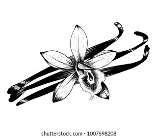 Vanilla bean and flower hand drawn  vector illustration.