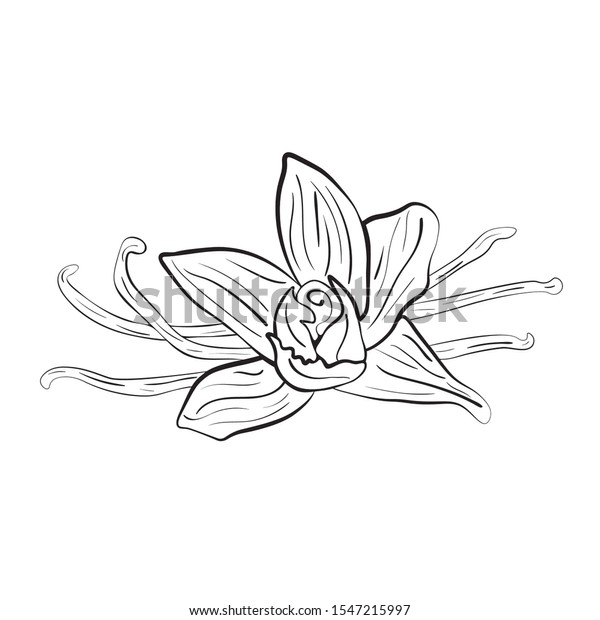 Vanilla Bean Flower Illustration Vector Black Stock Vector (Royalty