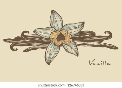 Vanilla beautiful flower and beans, vector, color version