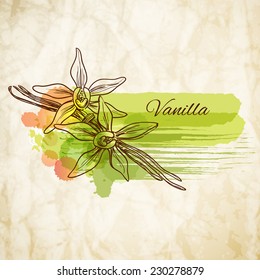 Vanilla beautiful flower and beans, vector, color version 