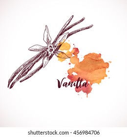 Vanilla beautiful flower and beans, vector, color version
