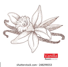 Vanilla beautiful flowers.