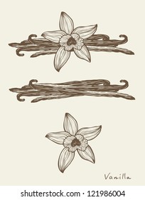 Vanilla beautiful flowers and beans, vector