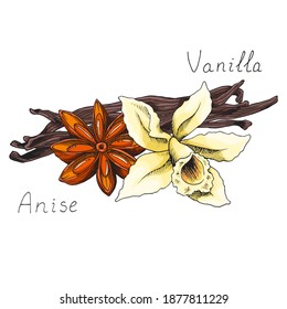 Vanilla. Blooming orchid flower. Anise. Natural cinnamon stick. Winter holiday seasoning for hot drinks and pastries. Aromatic bark. Condiment. Isolated clipart set. Hand-drawn ink illustration
