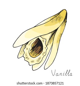 Vanilla. Blooming orchid flower. Isolated. Hand-drawn ink sketch.