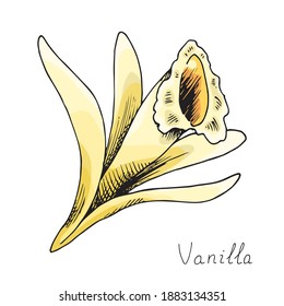 Vanilla. Blooming orchid flower. Isolated on white background. Hand-drawn ink sketch.