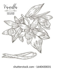 Vanilla branch with flowers and leaves. Vanilla plant hand drawn. Vector illustration botanical. Vintage engraving style.