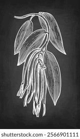 Vanilla branch with pods and leaves. Chalk sketch on blackboard background. Hand drawn vector illustration. Retro style