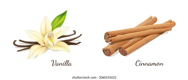Vanilla and Cinnamon on White Background. Vector Illustration.