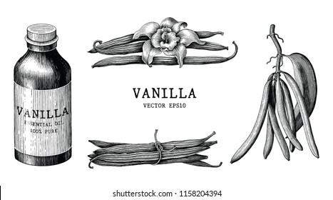 Vanilla collection hand draw vintage clip art isolated on white background