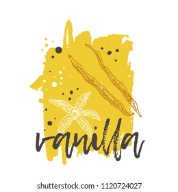 Vanilla concept design. Hand drawn vector illustration. Herbs and spices. Can be used for farmers market, food festival, menu, cafe, restaurant, bar, poster, banner, emblem, sticker, placard.