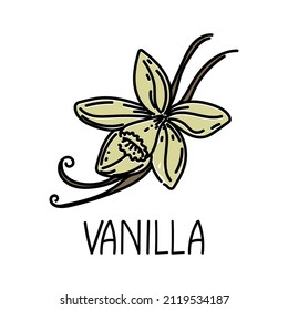 Vanilla, drawn element in doodle style. Logo and emblem packaging design template - spices and herbs- vanilla flower and pods. Logo in a fashionable linear style.