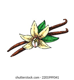vector dibujado a mano con sabor a vainilla. maceta de flor, orquídea de alimento, palo, blanco, especia de ingrediente, aroma aromático, extracto de frijol, boceto de sabor a vainilla. ilustración de color aislado