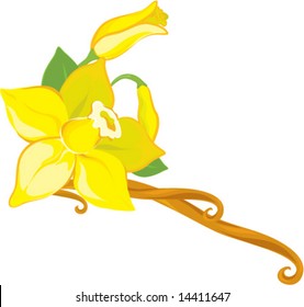 vanilla flower