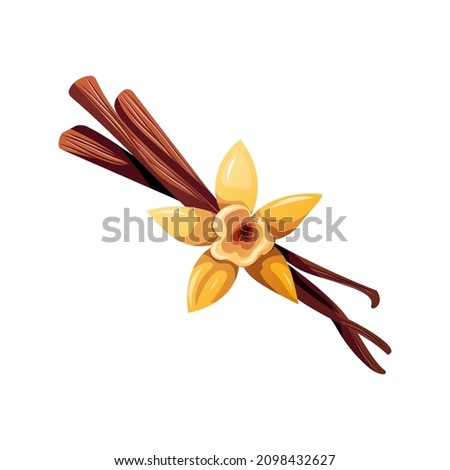Vanilla flower. Baking, bakery shop, cooking, sweet products, dessert, spice concept. Isolated vector illustration for poster, banner, card, menu, advertising.