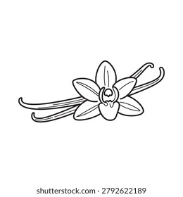 Vanilla flower and bean illustration on white background