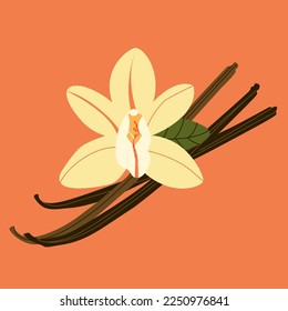 Vanilla flower and bean stick vector drawing set. Botanical vector illustration hand drawn in modern style.