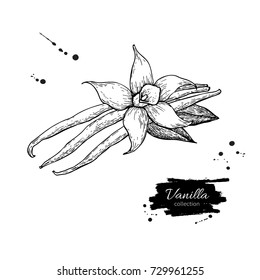 Vanilla flower and bean stick vector drawing. Hand drawn sketch food illustration isolated on white. Engraved style spice and flavor object. Cooking and aromatherapy ingredient.