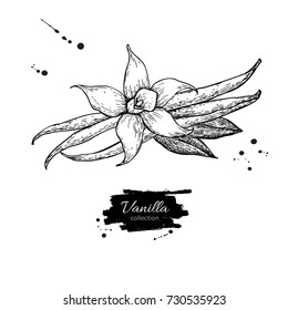 Vanilla flower and bean stick vector drawing. Hand drawn sketch food illustration isolated on white. Engraved style spice and flavor object. Cooking and aromatherapy ingredient.