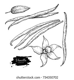 Vanilla flower and bean stick vector drawing set. Hand drawn sketch food illustration isolated on white. Engraved style spice and flavor object. Cooking and aromaterapy ingredient.