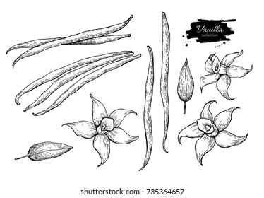 Vanilla flower and bean stick vector drawing set. Hand drawn sketch food illustration isolated on white. Engraved style spice and flavor object. Cooking and aromaterapy ingredient.