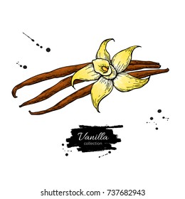 Vanilla flower and bean stick vector drawing. Hand drawn sketch food illustration isolated on white. Artistic style spice and flavor object. Cooking and aromatherapy ingredient.