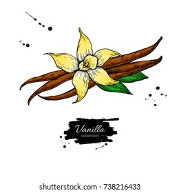 Flor de vainilla y Vector de palo de frijol. Dibujado a mano boceto ilustración de alimentos aislados en blanco. Objeto de especias y sabor de estilo artístico. Ingrediente de cocina y aromaterapia.