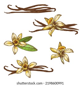 Vanilla Flower And Beans Collection Set. Hand Drawn Vector Illustration, Isolated On A White Background.