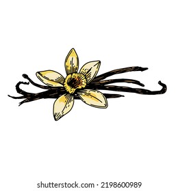 Vanilla Flower And Beans. Hand Drawn Vector Illustration, Isolated On A White Background.