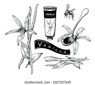 vanilla flower and beans with line-art on white backgrounds. Vector hand drawing illustration. 