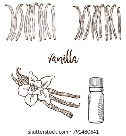 Vanilla Flower And Bootle Spicy Outline Grafic Illustration