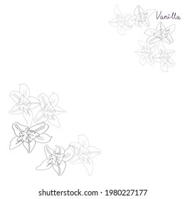 vanilla flower cover vector background