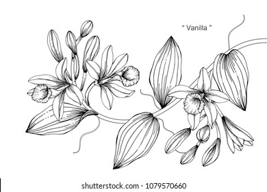 Vanilla flower drawing illustration. Black and white with line art on white backgrounds.
