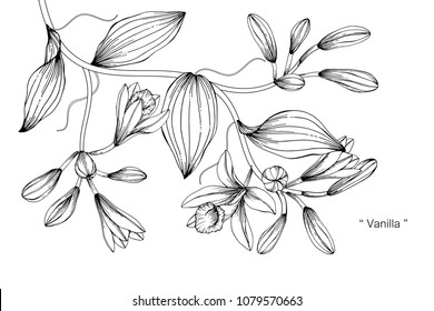 Vanilla Flower Drawing Illustration. Black And White With Line Art On White Backgrounds.