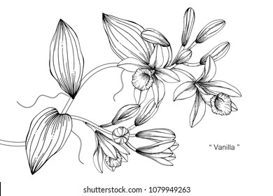 Vanilla Flower Drawing Illustration. Black And White With Line Art On White Backgrounds.