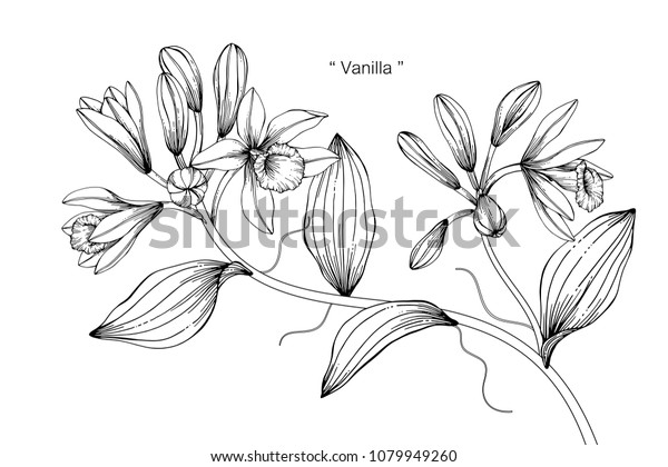 バニラの花を描くイラスト 白い背景に白黒とラインアート のベクター画像素材 ロイヤリティフリー