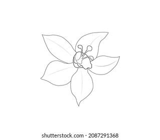 vanilla flower drawing lines outline