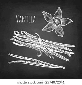 Vanilla flower and dried beans. Chalk sketch of spice on blackboard background. Hand drawn vector illustration. Retro style