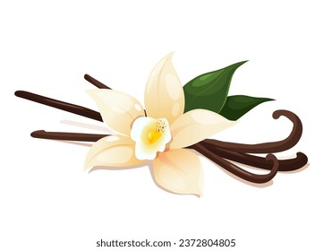 Vanilla flower with dried pods and leaves isolated on a white background