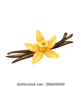 Vanilla flower with dried vanilla pods.Aromatic seasoning ingredient. Isolated vector illustration in cartoon style.