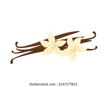 Vanilla flower with dried vanilla sticks aromatic seasoning ingredient vector illustration on white background