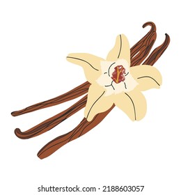 Vanilla flower with dried vanilla sticks aromatic seasoning ingredient vector illustration on white background.