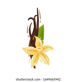 Vanilla Flower and Dried Sticks Isolated on White Background Vector Composition