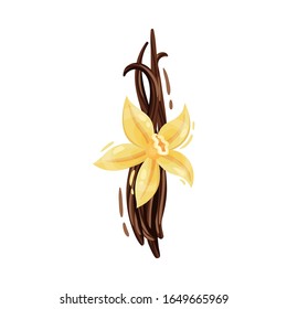 Vanilla Flower and Dried Sticks Isolated on White Background Vector Composition