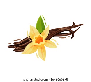 Vanilla Flower and Dried Sticks Isolated on White Background Vector Composition