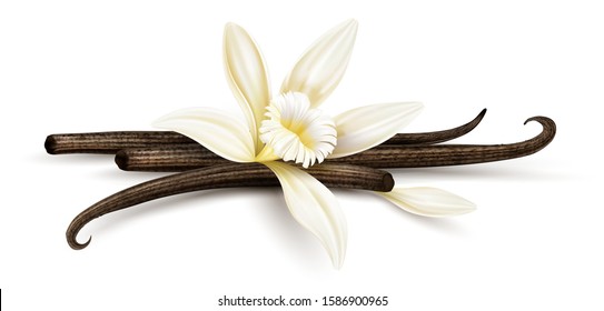 Vanilla flower with dried vanilla sticks and petal. Realistic food cooking condiment. Aromatic seasoning ingredient for cookery and sweet baking, Isolated white background. Eps10 vector illustration.