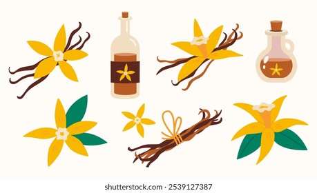 Vanilla flower with dried vanilla sticks, syrup and essential oil in bottle. Trendy modern vector illustration isolated on background