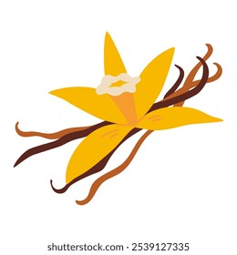 Vanilla flower with dried vanilla sticks. Trendy modern vector illustration isolated on white background