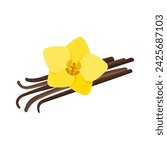 Vanilla flower and dried vanilla sticks. Vector illustration.