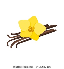 Vanilla flower and dried vanilla sticks. Vector illustration.